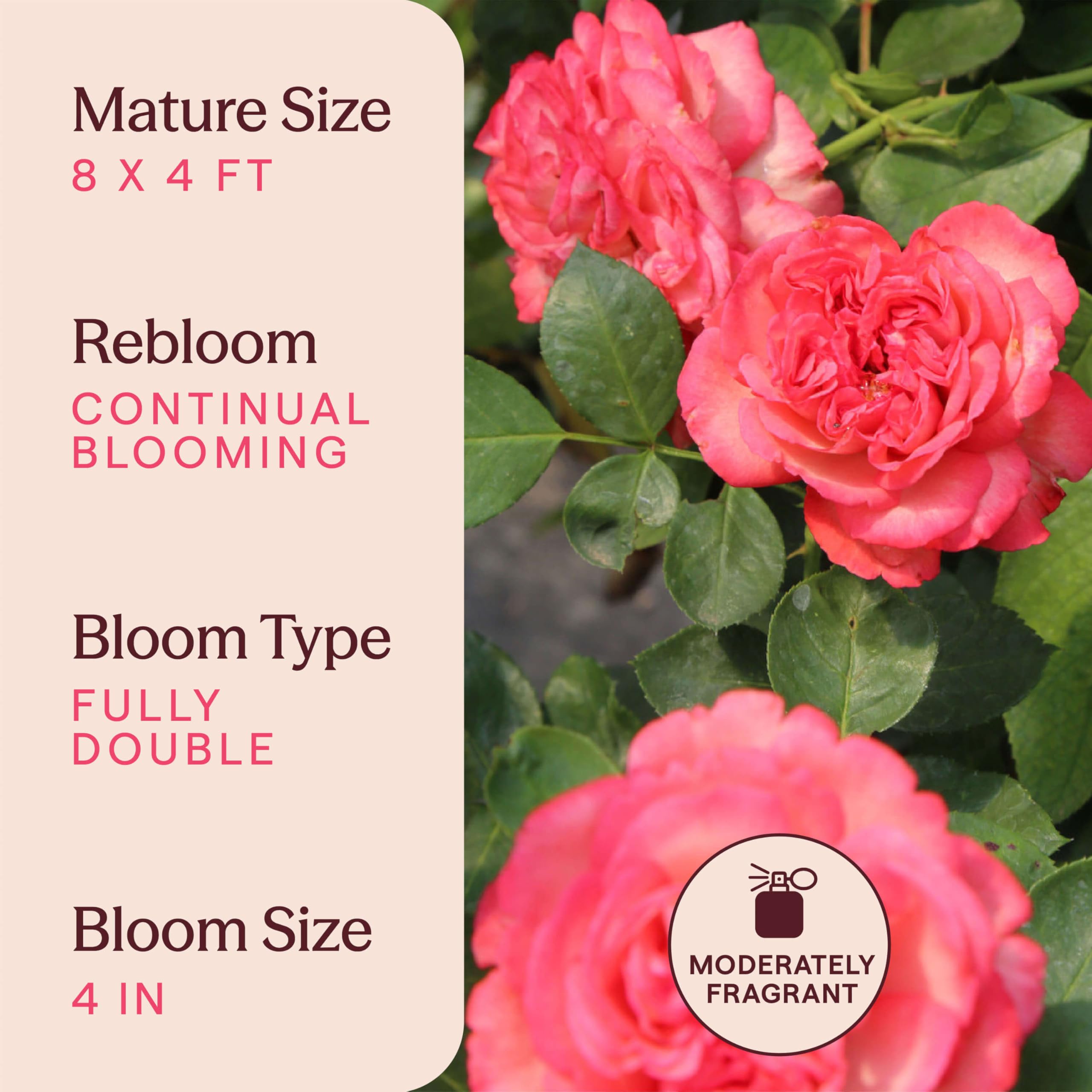 Amazon.com : Heirloom Climbing Roses, Live Own Root Plant for