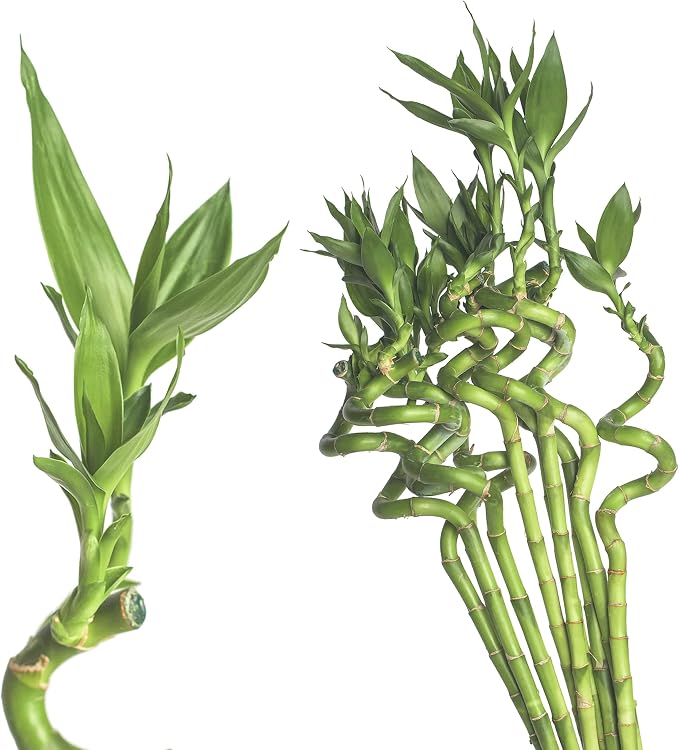 Glcksbambus Lucky Bamboo Samen - 30 Exotische Zimmerpflanzen Samen  Winterhart Mehrjhrig