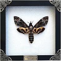 Vista 42 de Mantis Real Enmarcada Creobroter Insecto Muerto Escarabajo Verde Seco Caja de Sombra Flotante 3D Marco de Vidrio Espécimen de Taxidermia