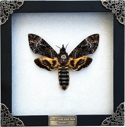 Miniatura 42 de Mantis Real Enmarcada Creobroter Insecto Muerto Escarabajo Verde Seco Caja de Sombra Flotante 3D Marco de Vidrio Espécimen de Taxidermia