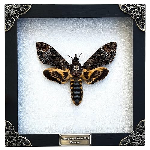 vinatimes Real Death Head Moth Acherontia Entomology Butterfly White Wooden Frame Handmade - Skull Moth Death's Head Hawkmoth Vietnamese Oddity Taxidermy Taxadermy K18-01-TR, 7'' x 7'' x 1.2'' - Death Moth in White Frame