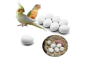 FOIBURELY Dummy Eggs for Chickens, 8 Pcs Solid Parrot Plastic Eggs Hatching Eggs