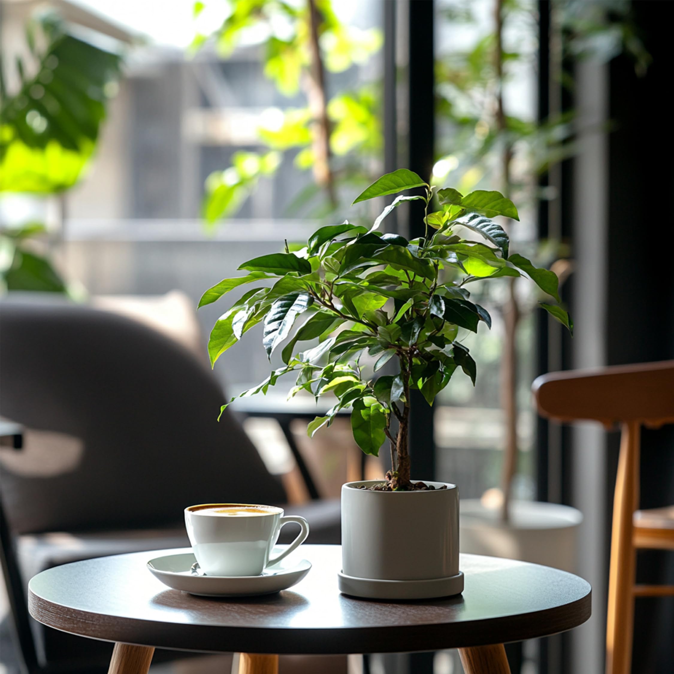 Plant in a Box - Kawowiec - Coffea arabica - Wysokość 25-40cm - Pot 12cm - Roślina doniczkowa - Zielony