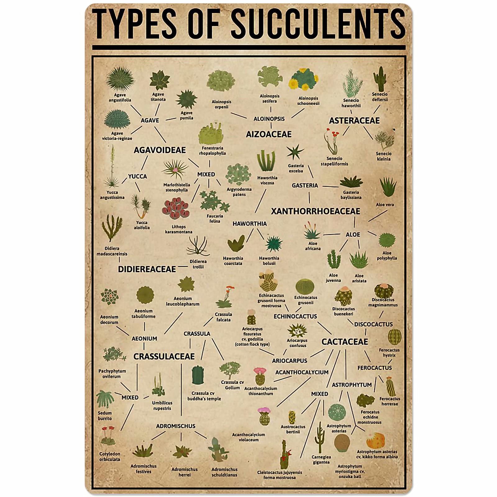 peiyeety Types Of Succulents Metal Signs Plant Knowledge Posters Wall Decor Garden Decor Home Decor Farm Retro Plaque 8" x 12"