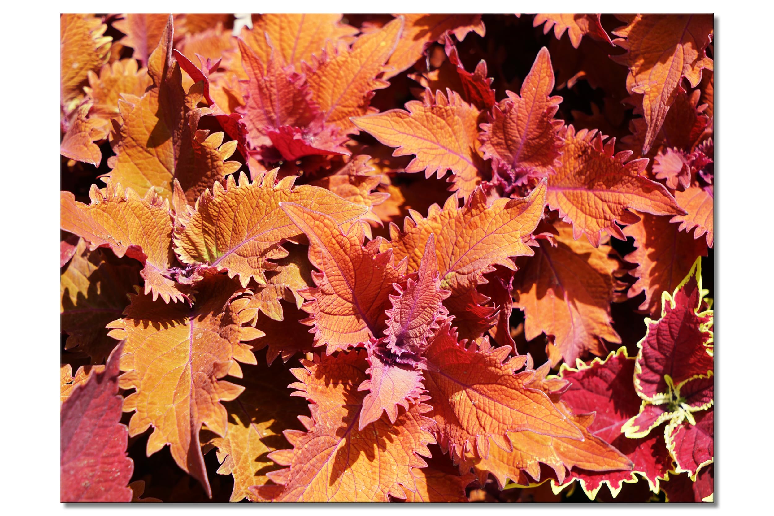 Glücksvilla - Foglie colorate (tela 2 cm, 60 x 40 cm) | varie misure - quadro murale orizzontale - giardino albero ramo pianta natura botanica campo prato