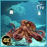 Experiencia relajante en el acuario de pulpos: relajante salvapantallas 4K con tranquilos sonidos de piano.