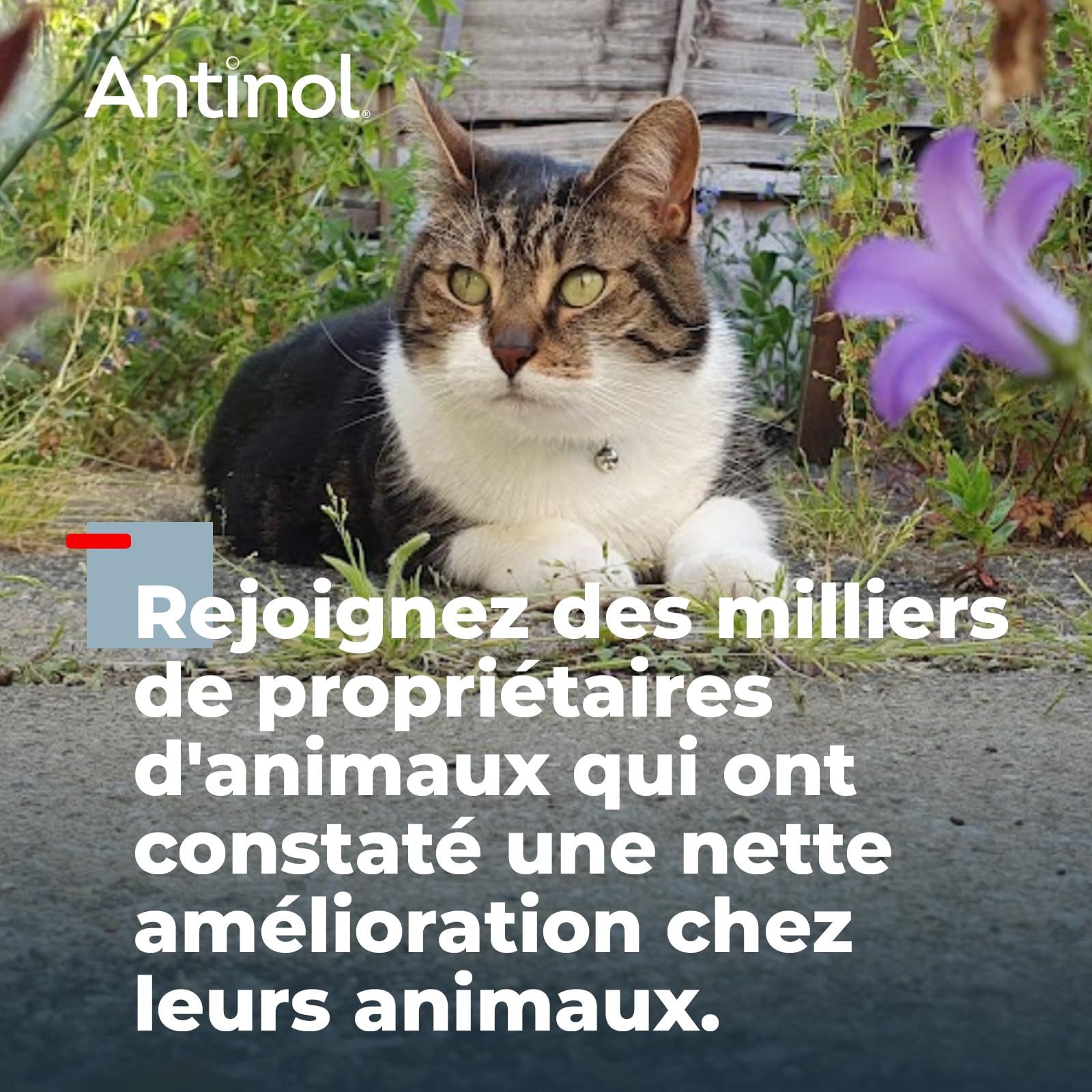 Antinol - Complément Naturel des Chats Adultes - cliniquement prouvé - soutient la mobilité des articulations et la santé de la Peau - avec des moules à lèvres Vertes, oméga 3 & VIT E - 90 Capsules