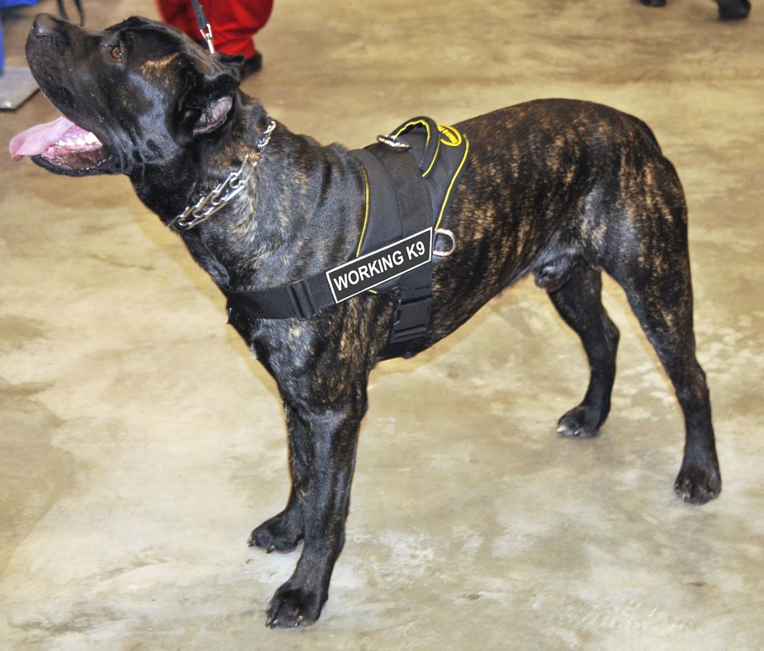 Dean and Tyler Fun Works Working K9 Removable Velcro Dog Harness, Yellow, Small