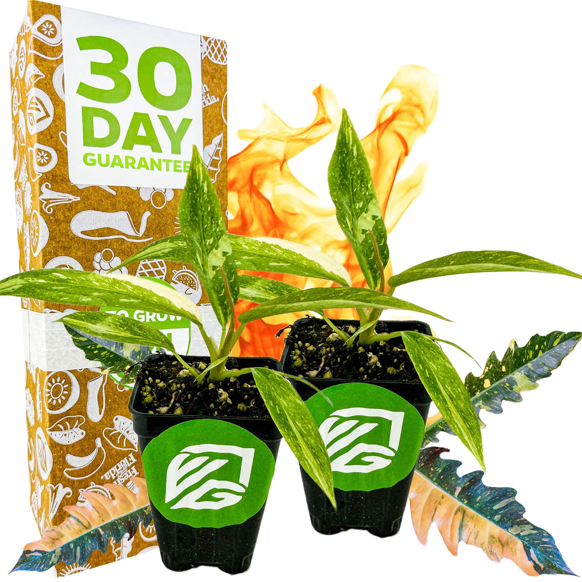 Philodendron Ring of Fire
