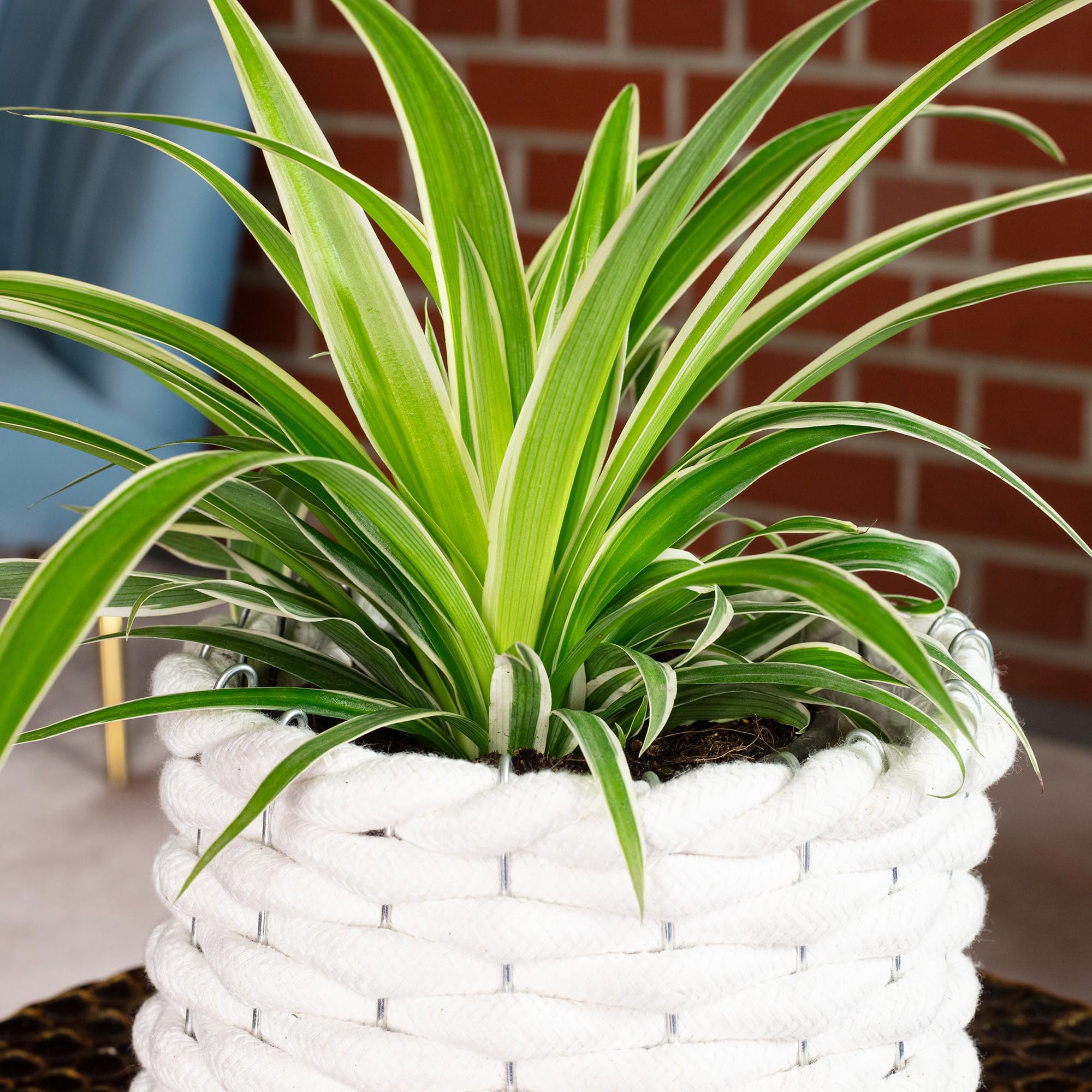 Plante araignée 'Ocean' - plante d'intérieur facile d'entretien, Chlorophytum Comosum - hauteur env. 20 cm, pot-Ø 12 cm Vert