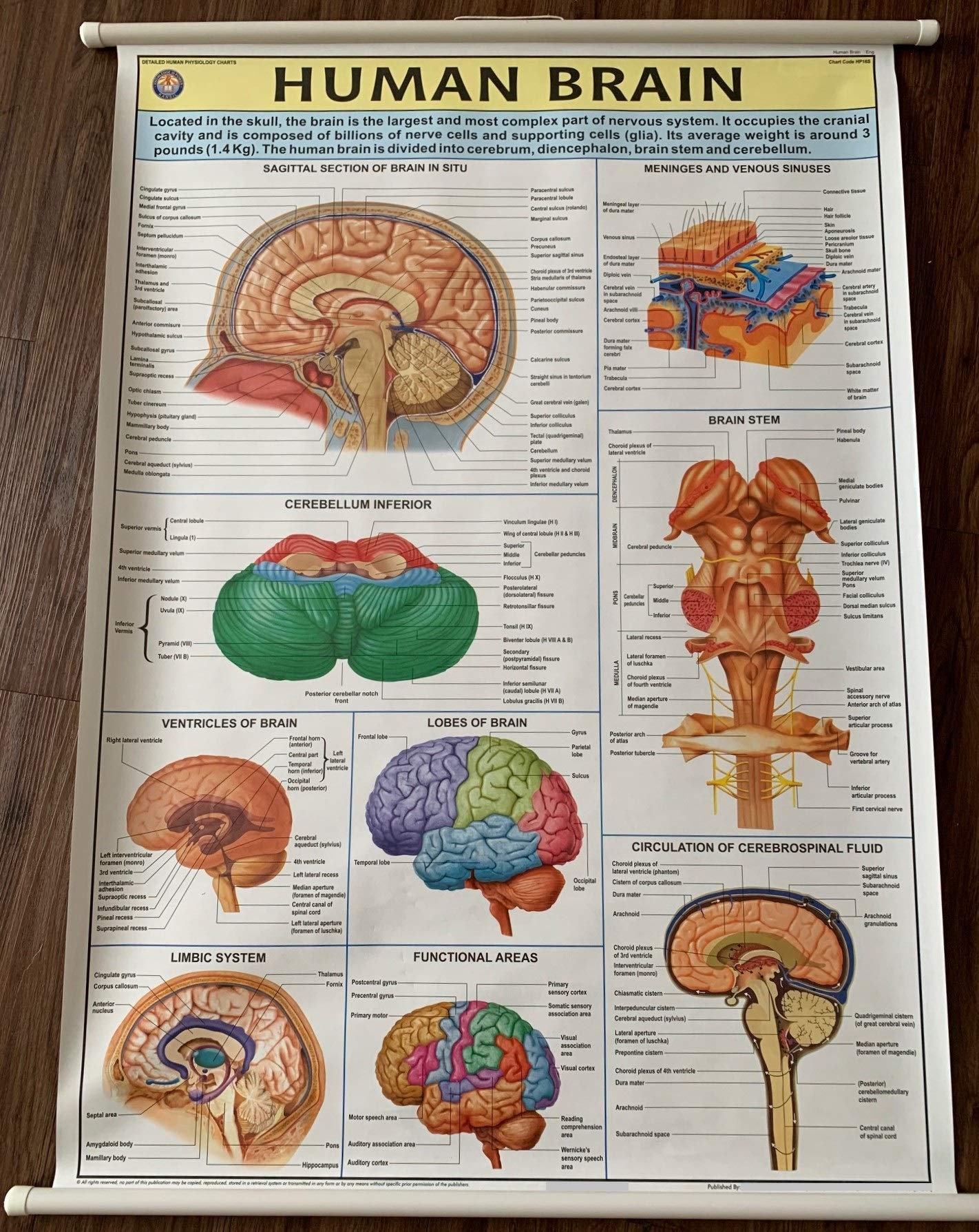 Human Brain Poster Anatomical Chart Big Size (39 x 27 Inches) Roll-up. Convertible Brain Nervous System Anatomy Chart for Kids, Students, Teachers, Medical Professionals