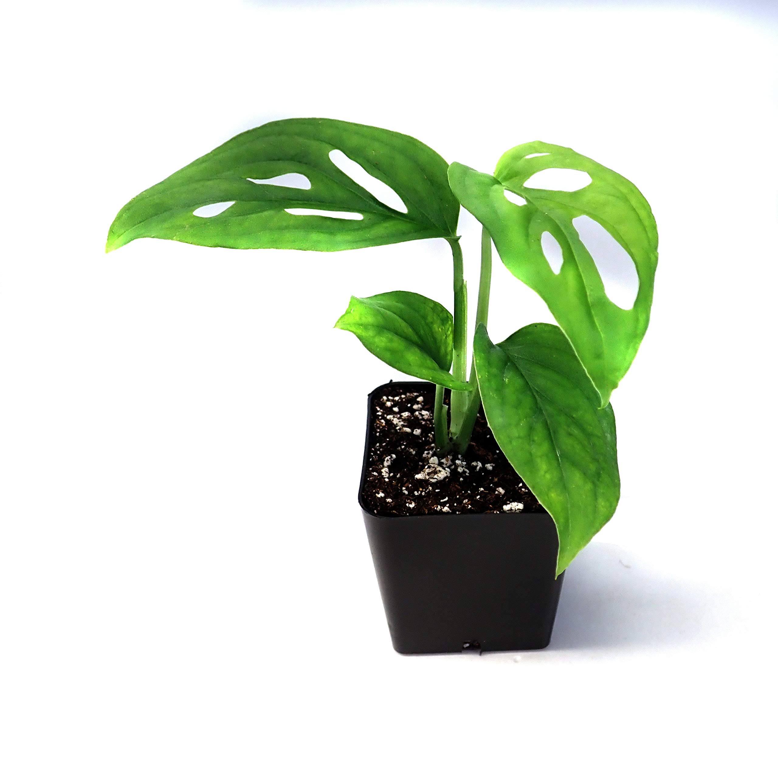topfgre monstera Monstera aurea  Seltene tropische Pflanze mit goldgelbem Laub  12 cm  Topfgre  Plantlovers