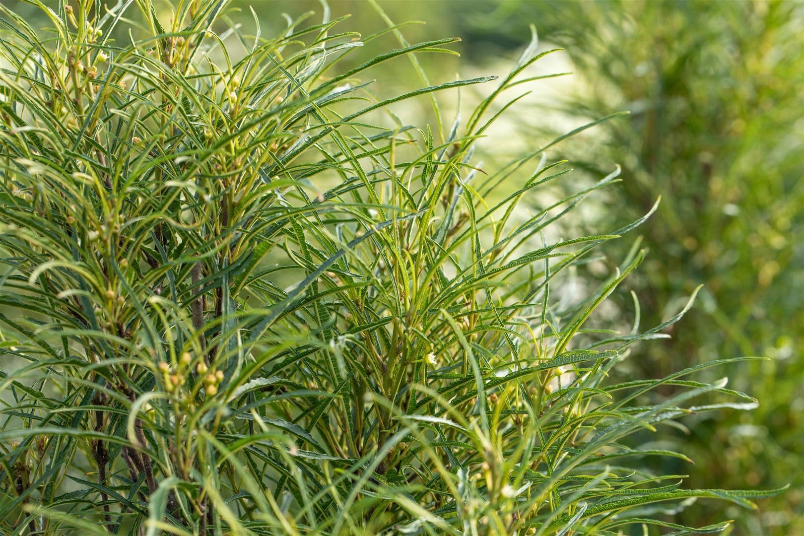 Säulen-Faulbaum Rhamnus frangula Fine Line 100-125 cm winterhart