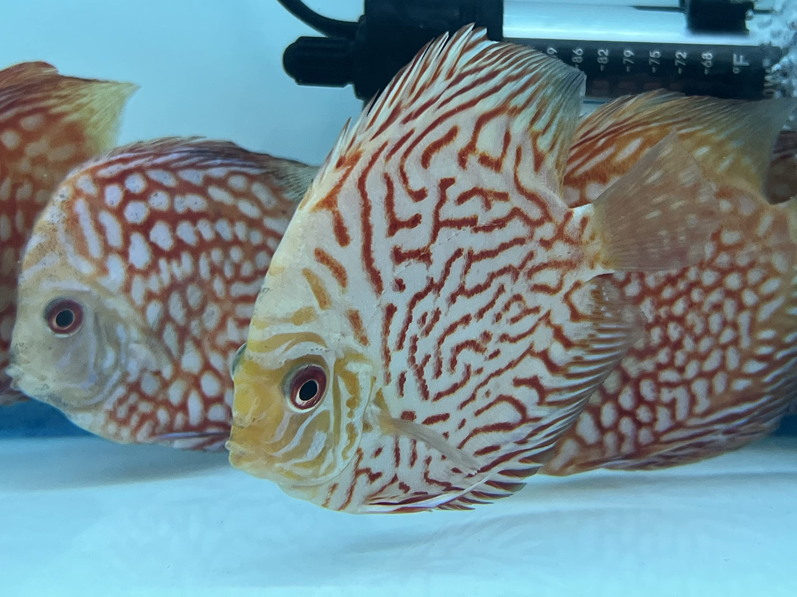 Buy Checkerboard Live Discus Fish Online at desertcartINDIA