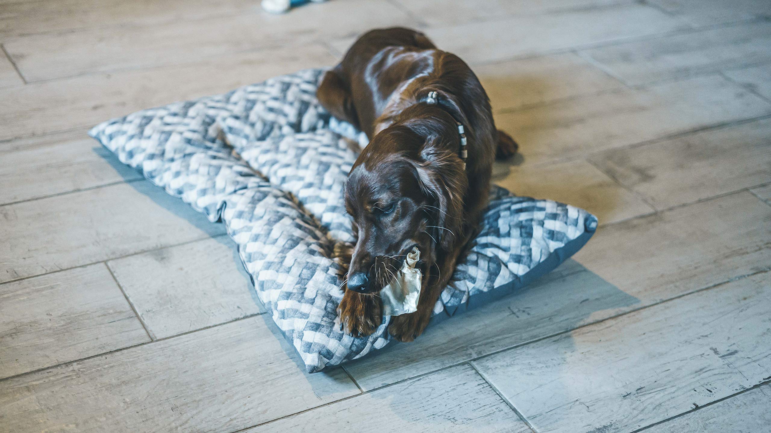 Aimé Oreille de Porc pour Chien, Friandise à mâcher 100% naturelle, Sans conservateur ni colorant, 12 Unité