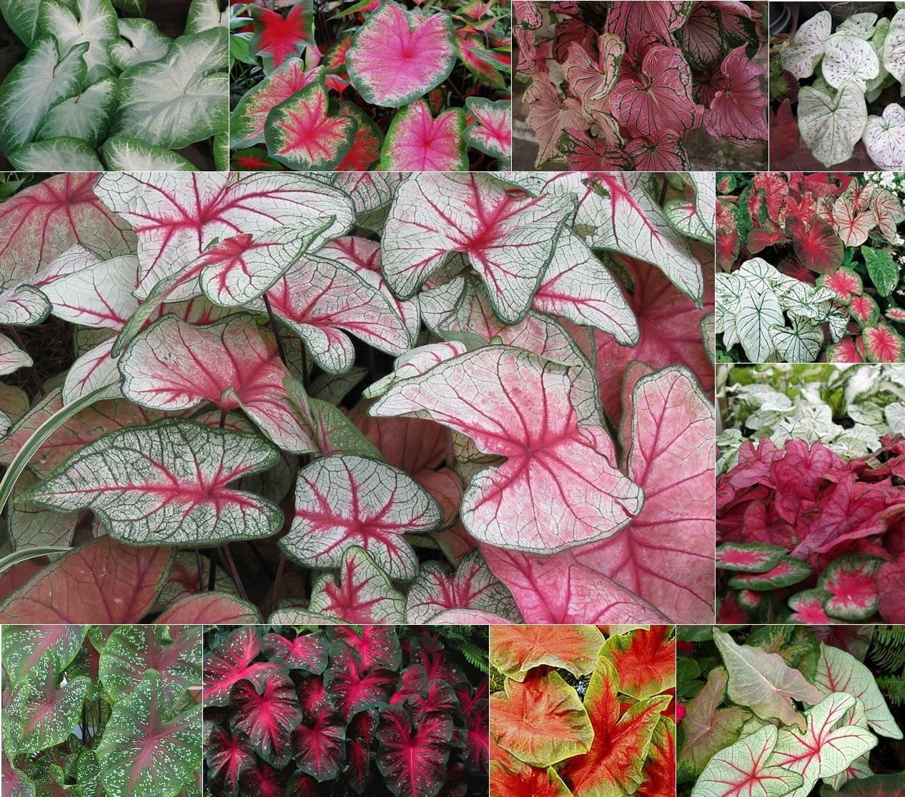 Caladium Plant Bulbs Flower Seeds for Winter Combo Pack of 3 Bulbs By Zabbus (B0CVDZSZ4L) Amazon Price History, Amazon Price Tracker