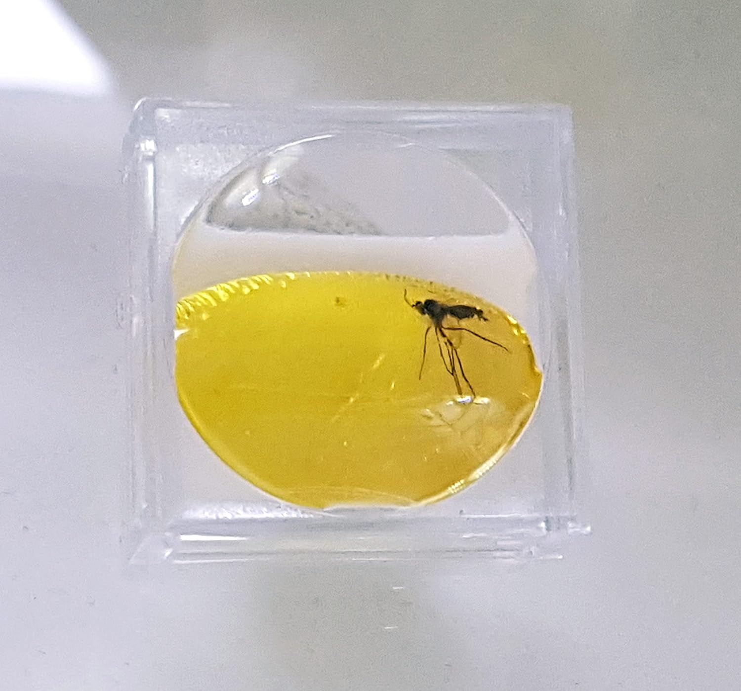 Genuine Fossil Baltic Amber with Inclusion with Magnifying Box/Beautiful Museum Grade : Baby