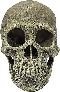 Komodo Reptile Terrarium Realistic Full Human Skull Ornament Decor | Easy to Clean Under Water Aquarium or Dry Habitat Decoration Accessory, 4.3