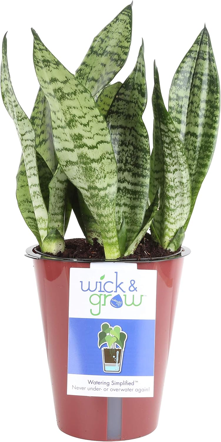 Costa Farms Sansevieria (Snake Wick & Grow Self-Watering System Live Indoor Plant, 12-Inches Tall, Grower's Choice