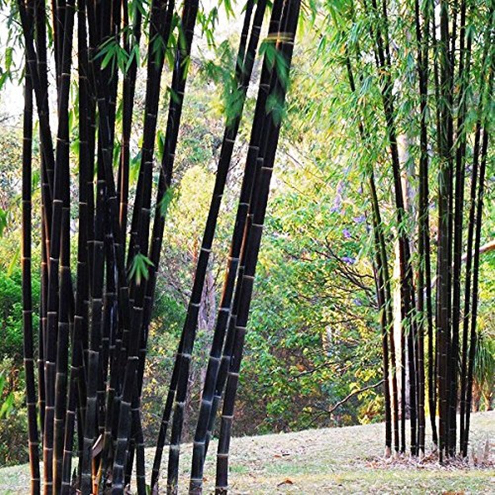 Phyllostachys nigra  Schwarzer Bambus  100 Samen : Amazon.de: Garten