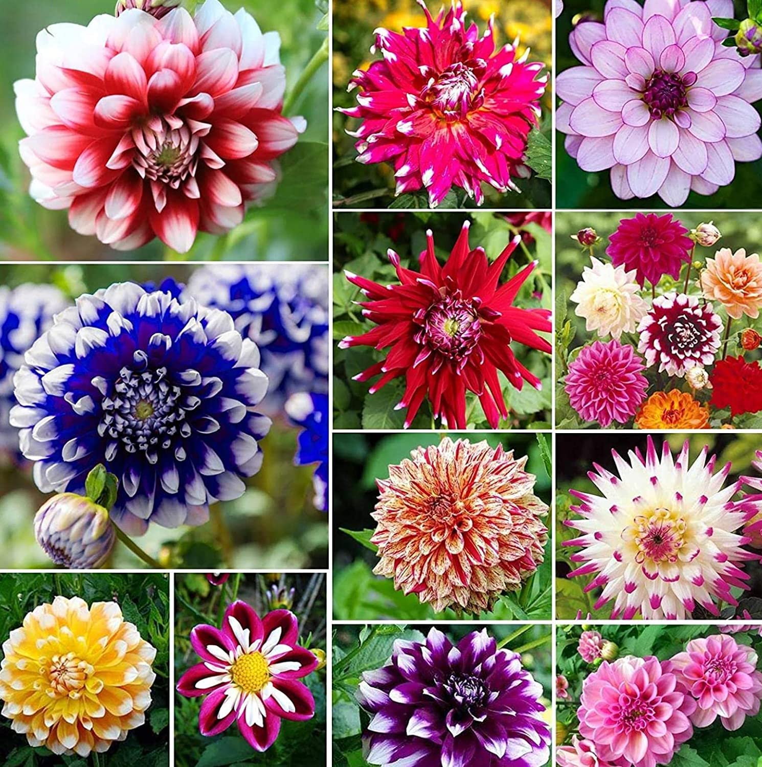 SRI SAI FORESTRY Dahila Seed Flower Mix Color Flower Seeds for Home Garden - Pack of 100 (B0BG68TSSB) Amazon Price History, Amazon Price Tracker