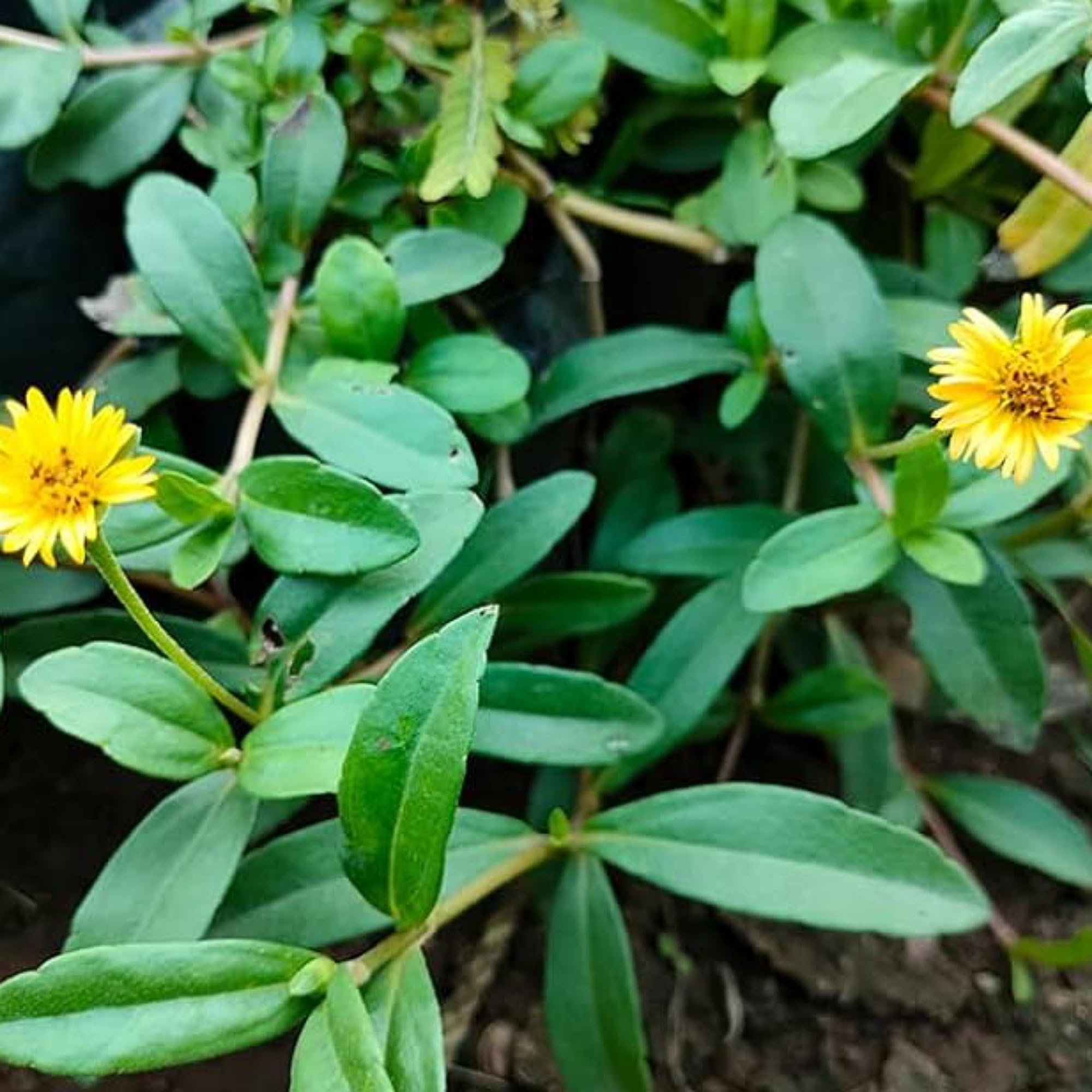 See full amazon price history chart for Generic Yellow Bhringraj Live Plant Eclipta Prostrata Alba False Daisy Plant With Pot Generic Yellow Bhringraj Live Plant Eclipta Prostrata Alba False Daisy Plant With Pot (B0CXQP1HK1) Amazon Price History, Amazon Price Tracker