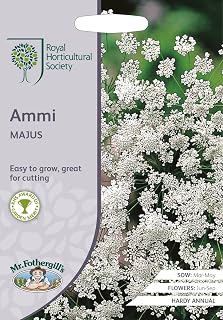 Mr Fothergills - Flower - RHS Ammi Majus - 500 Seeds