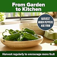 Vista 221 de HOME GROWN Más de 1000 semillas de cilantro para plantar en interiores o exteriores, hierbas tradicionales sin OMG, semillas de plantas de cilantro