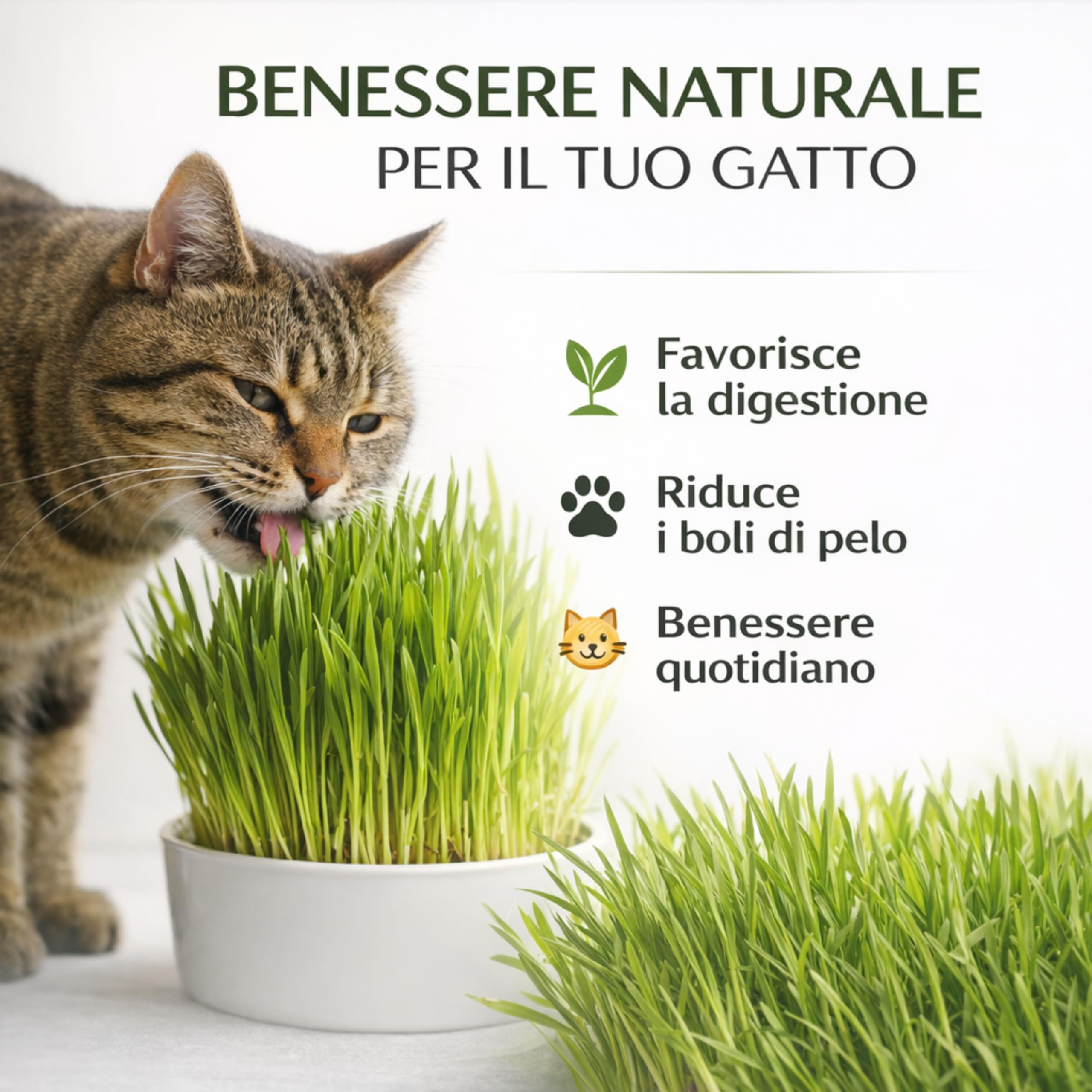 AGRI-CULTURA® | Semi Erba Gatta Naturale | Bustina di Semi di Erba per Gatti Facile da Coltivare in Casa | Favorisce la Digestione e Riduce i Boli di Pelo.
