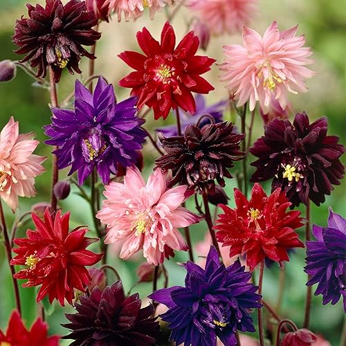 Semillas Columbine Doble Mezcla Flores Perennes