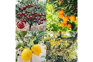 Vibrant Dwarf Lemon Tree Seeds for Homegrown Citrus