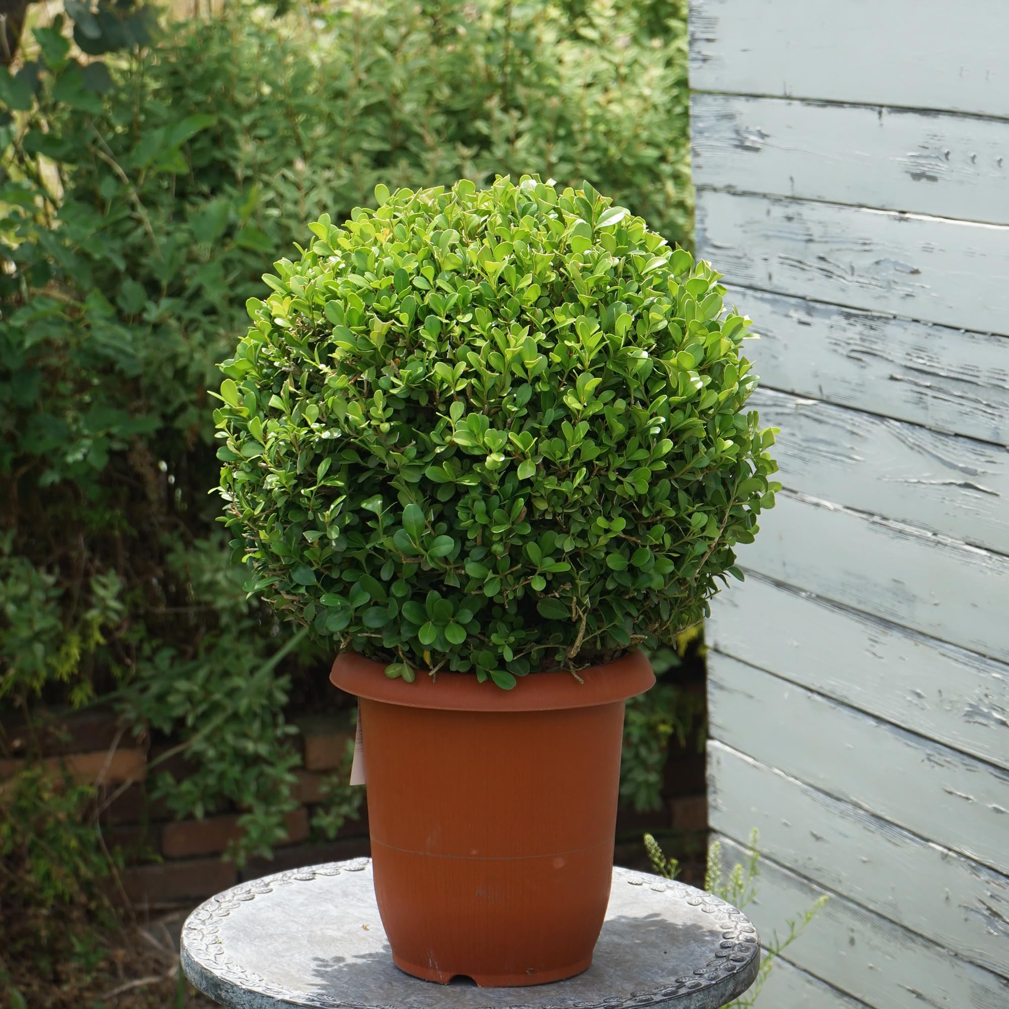 Amazon | ツゲ ボックスウッド ボール仕立て 7号 1鉢 Buxus