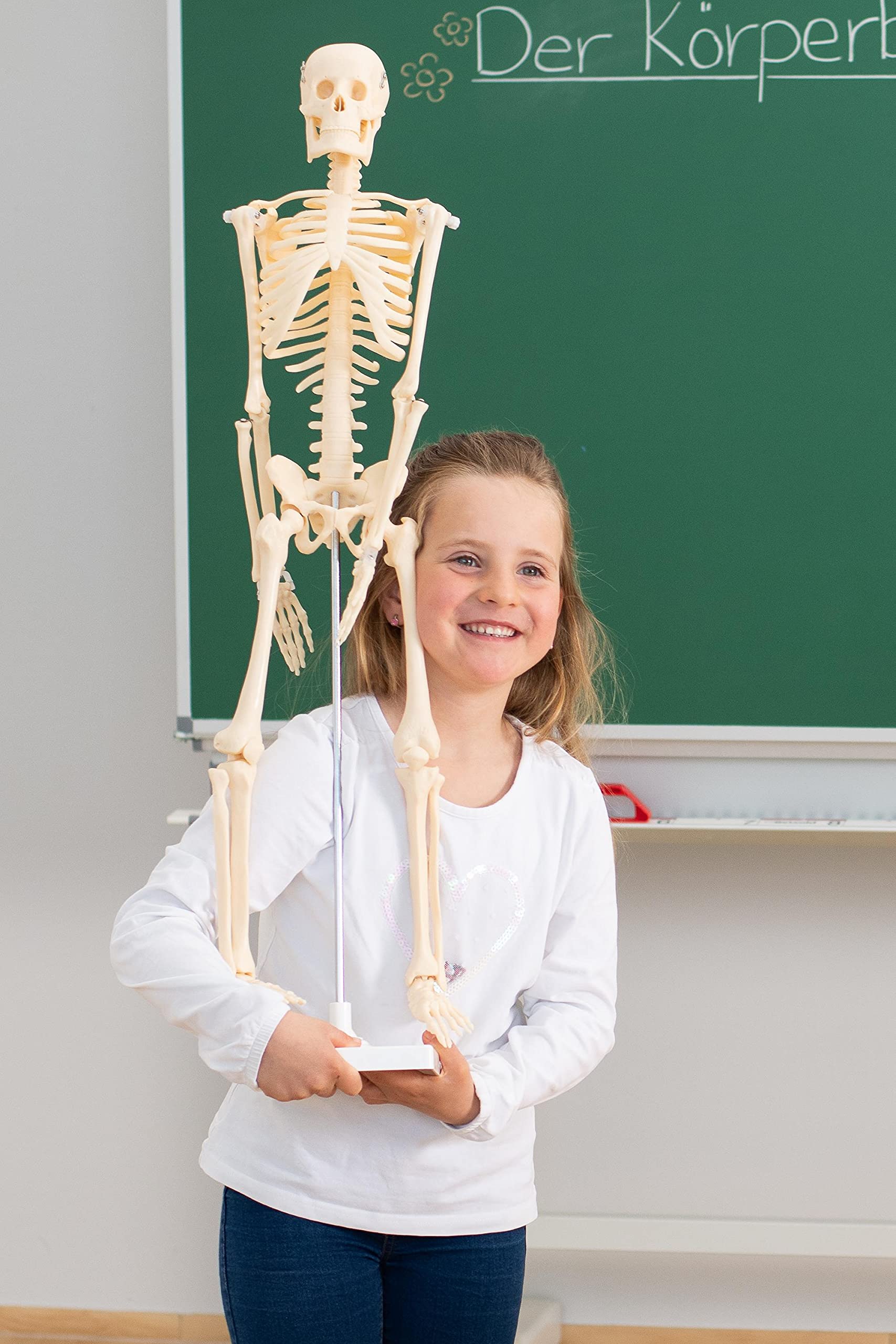 Betzold - Anatomie Skelett 80 cm, menschliches Modell - Anatomiemodell Biologie