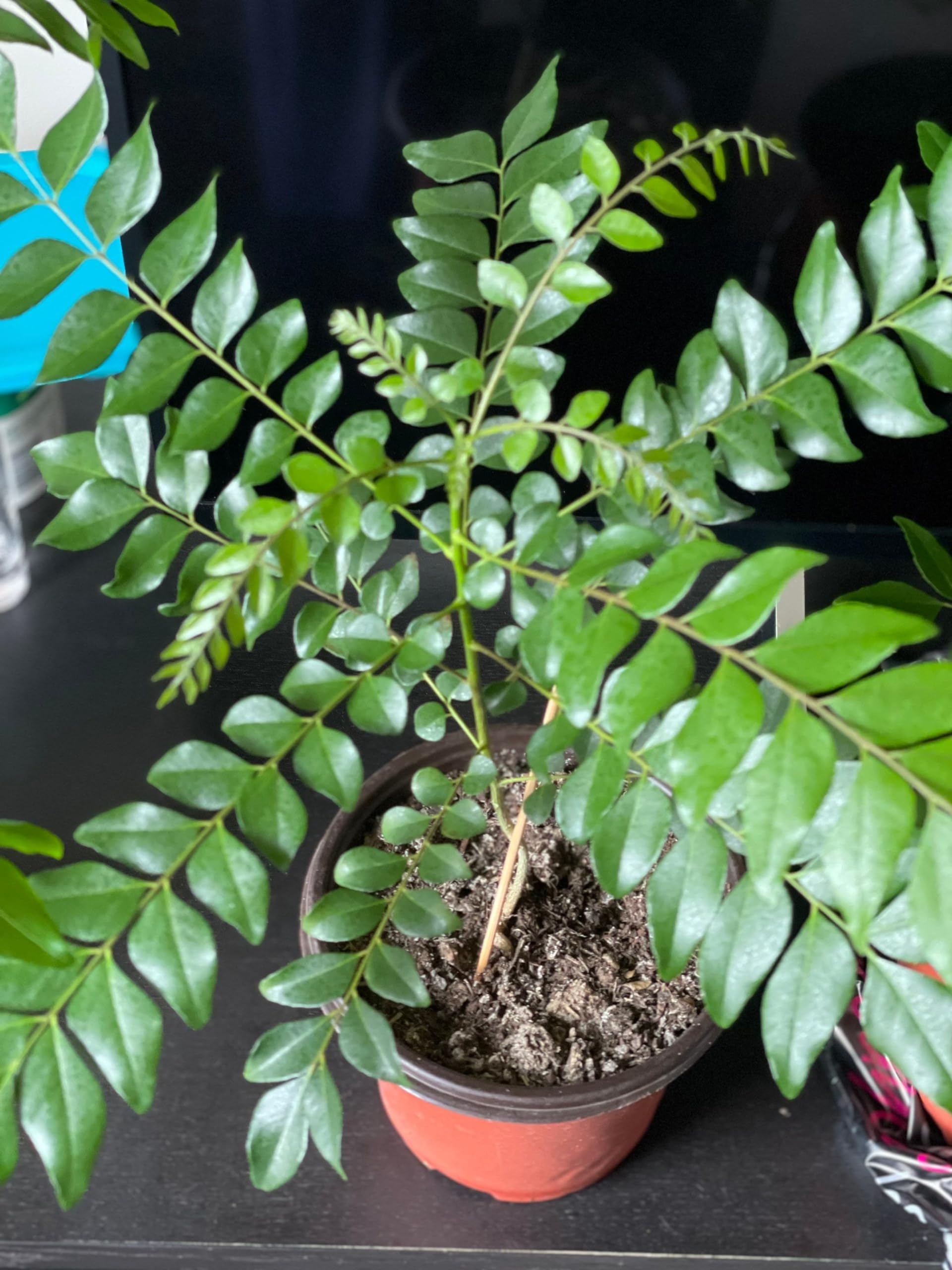 ORGANIC CURRY LEAVES PLANT OUTDOOR GARDEN LIVE TREE (B0CTD26TCR) Amazon Price History, Amazon Price Tracker