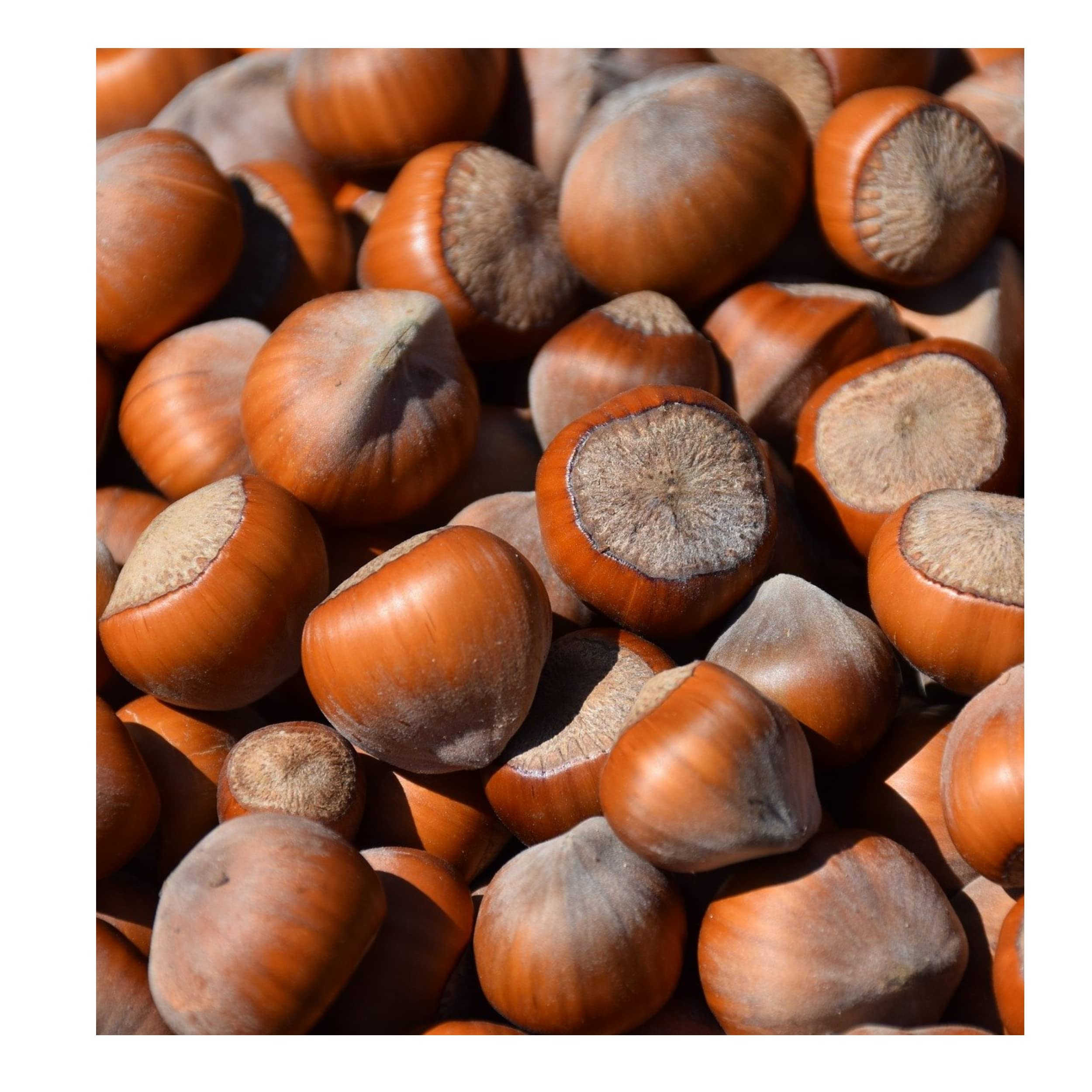 Antica Torroneria Piemontese - Italienische Tartufi dolci al cappuccino, KAUKAU Edition, 1kg Beutel, köstliche Cappuccino Schokoladentrüffel mit hochwertigen Zutaten wie Piemont-Haselnüssen und Kaffee