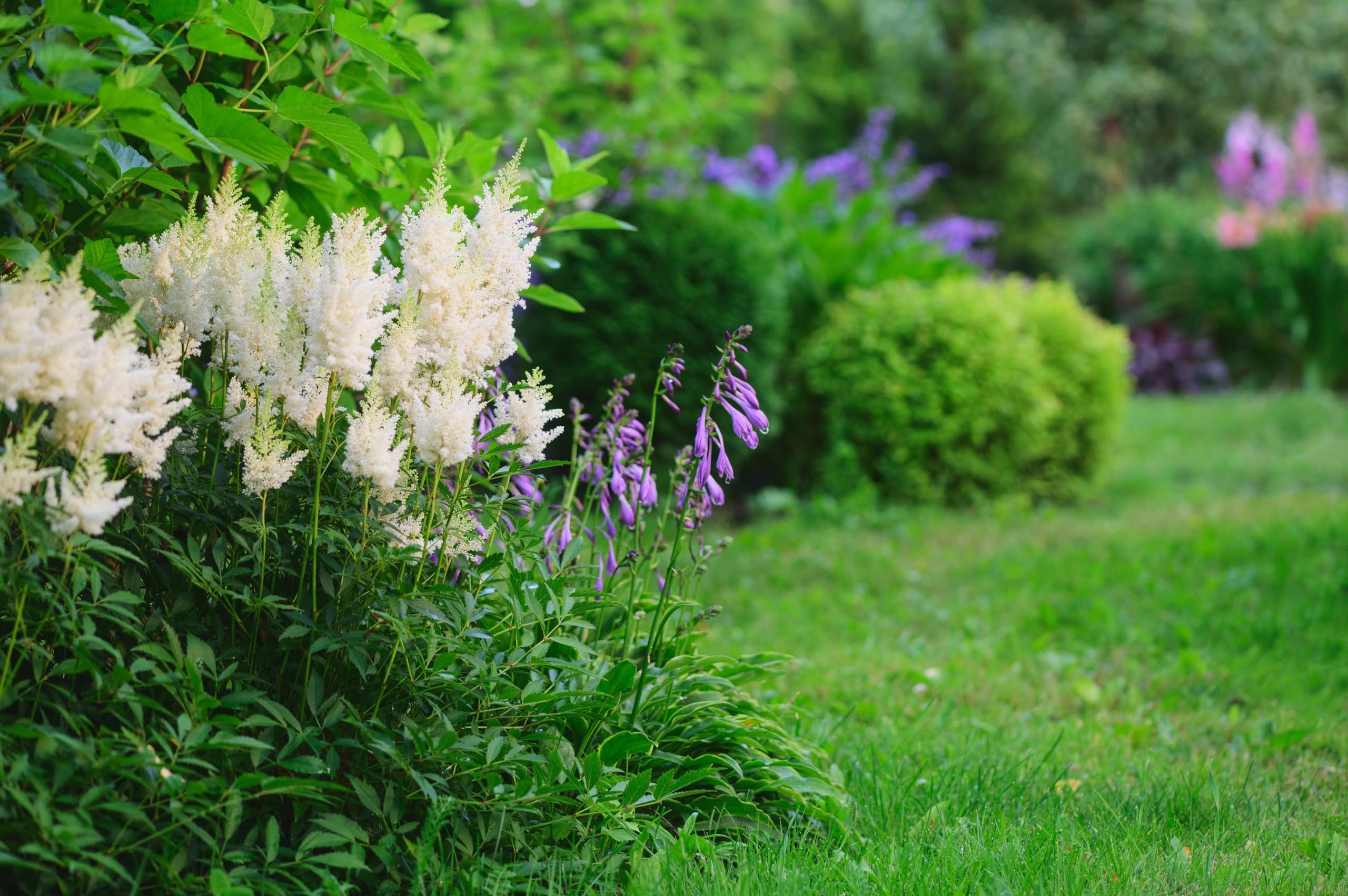Stauden Gänge 10 x Astilbe arendsii 'Deutschland' Prachtspiere winterhart | Prachtspiere / Astilbe – winterharte Schattenstaude mit Blütenrispen, mehrjährig, bienenfreundlich, 9x9 cm Topf