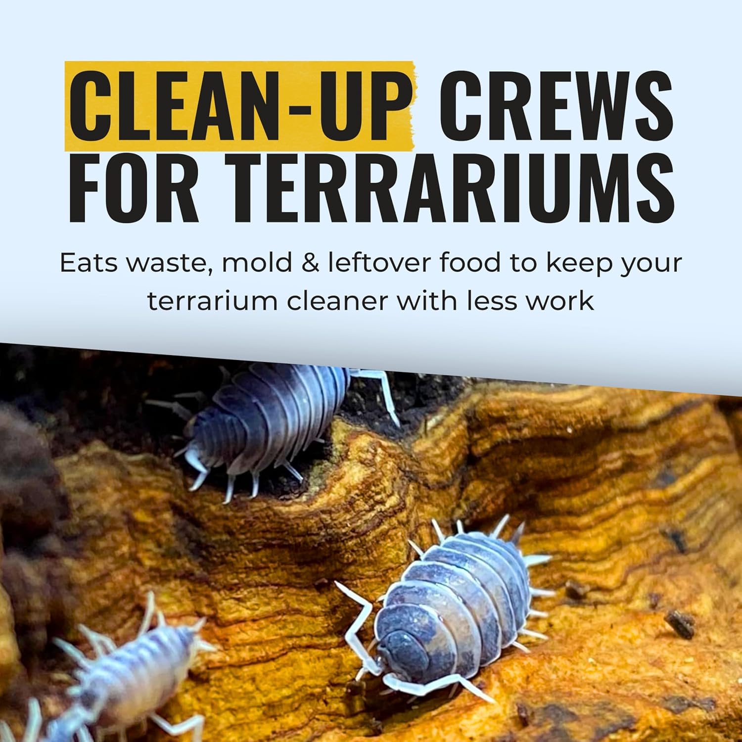 Creation Cultivated 12+ Oreo Crumbles Isopods Live - Live Bugs for Bioactive Terrarium, Vivarium Clean-up Crews, and Reptile Food - Easy-Care Isopods for Terrarium