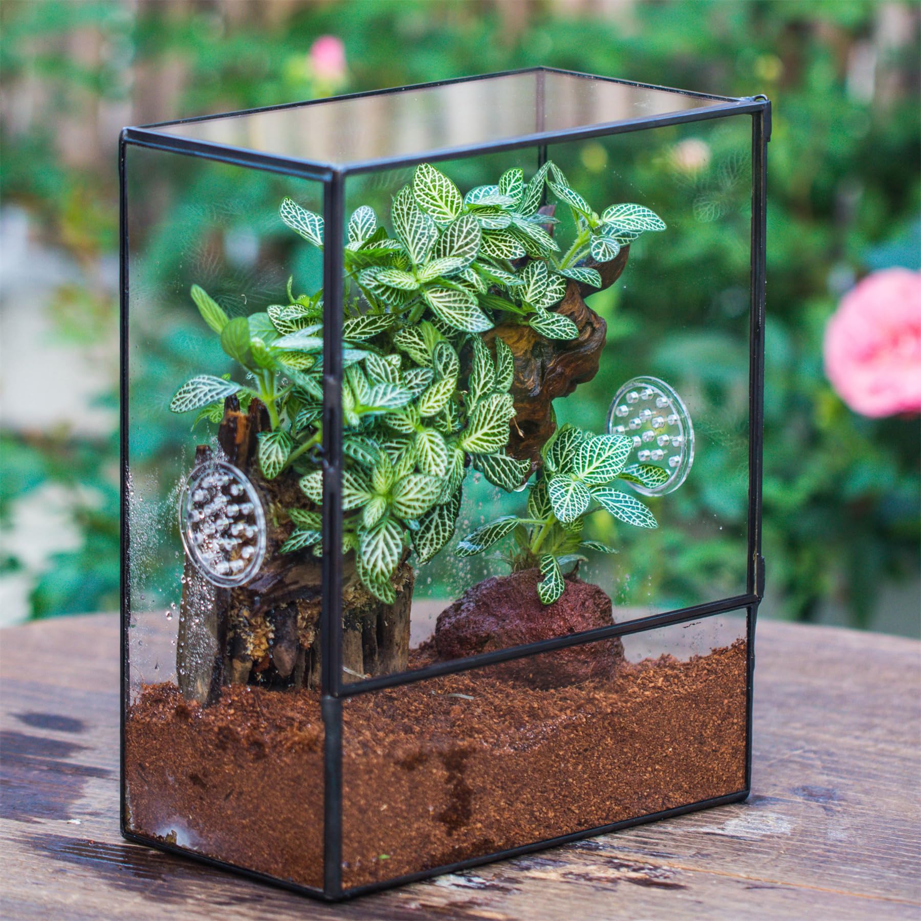 NCYP Terrario in vetro chiuso con porta frontale e 3 prese d'aria per insetti, lumache, ragni, tarantole, 20,3 x 11,4 x 25,4 cm, trasparente, rettangolare, per piante, micro paesaggio