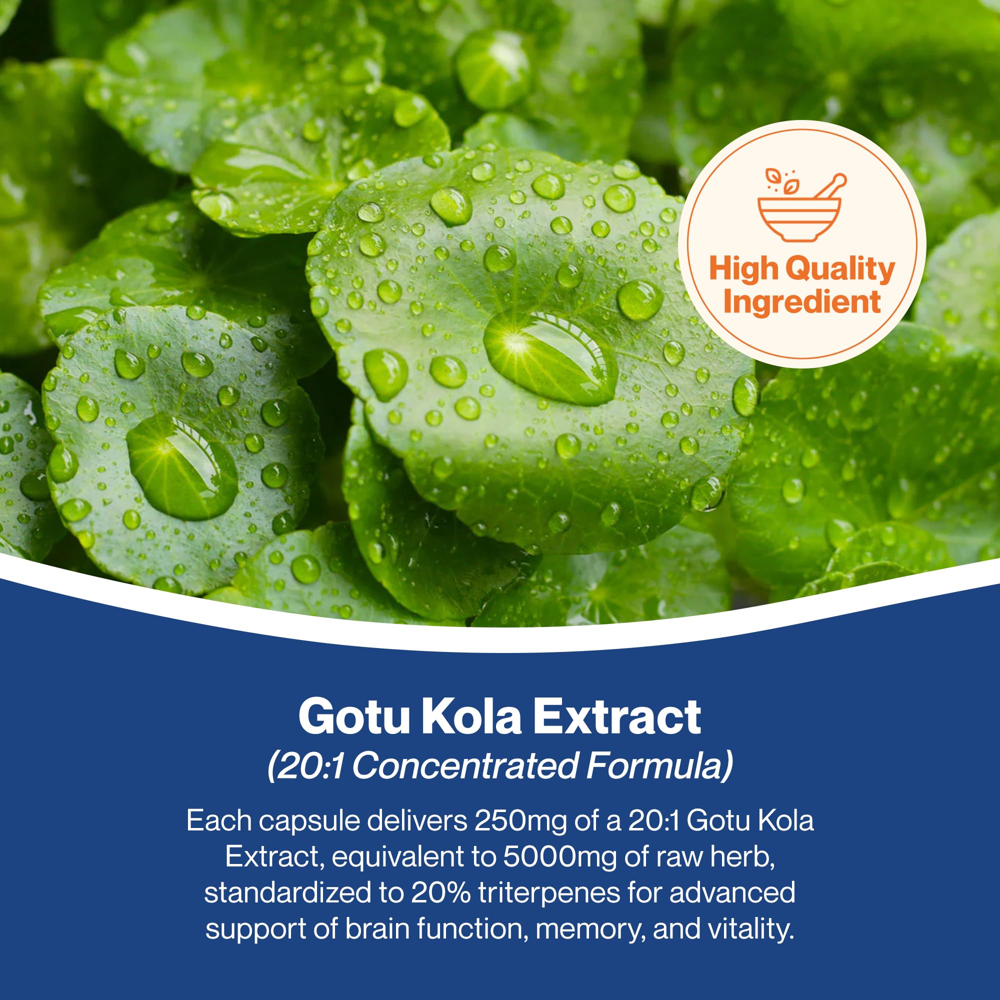 Hepatica Gotu Kola (Centella Asiatica) 5.000 mg Equivalente | Estratto 20:1 da 250 mg Standardizzato al 20% di Triterpeni | 90 Capsule Vegane | GMP & laboratorio indipendente
