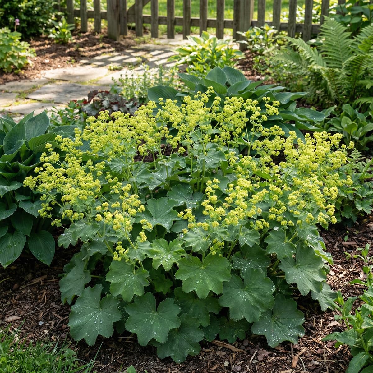 Bloomique - 6er - Set - Frauenmantel (Alchemilla mollis) - Pflegeleicht - Reichblühend - Winterhart - Mehrjährig - Höhe 10-20 cm - 9 - cm - Topf