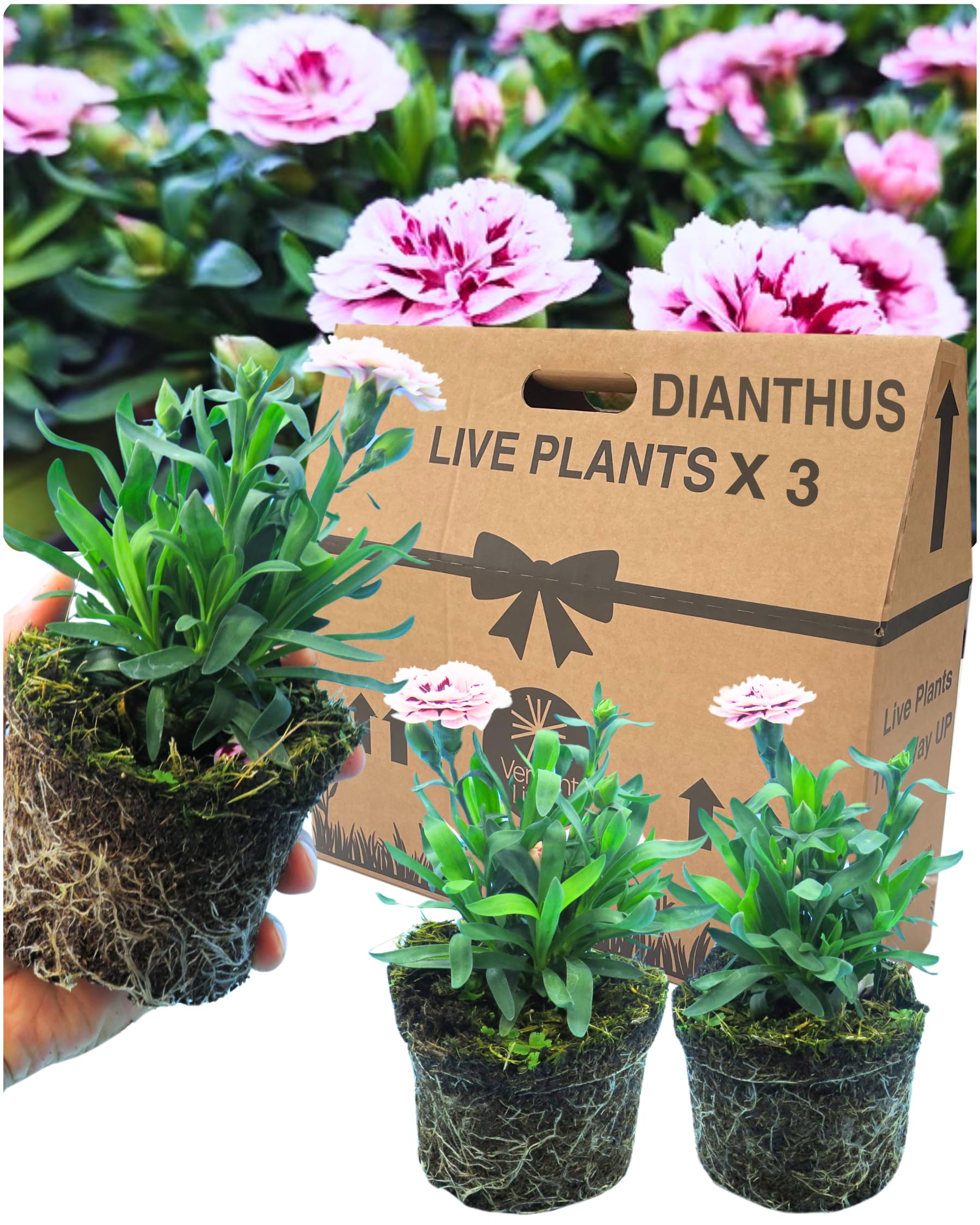 Verdant Living Oscar Dianthus Carnation Plants - Set of 3 Large & Well Established 10.5cm Rootballs. Delivered Fresh & Outdoor Garden Ready. Compact, Fragrant & Attractive Double Blooms. Purple Star