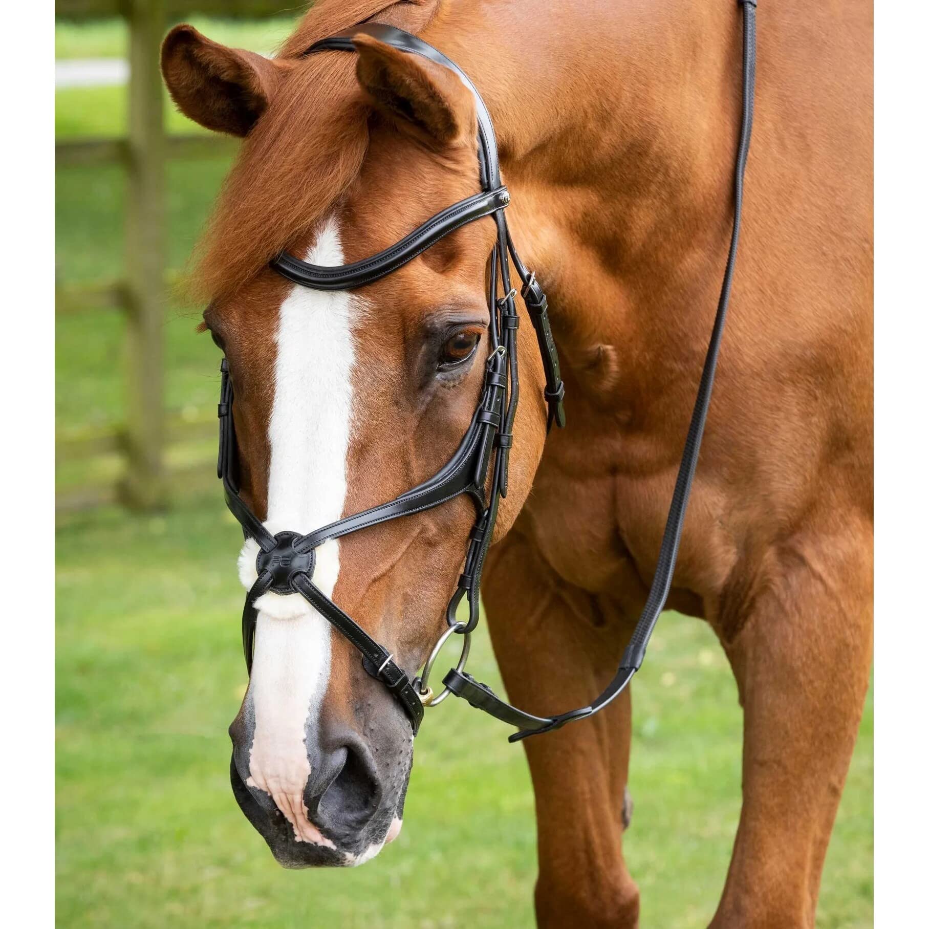 Premier Equine Briglia Snaffle Glorioso