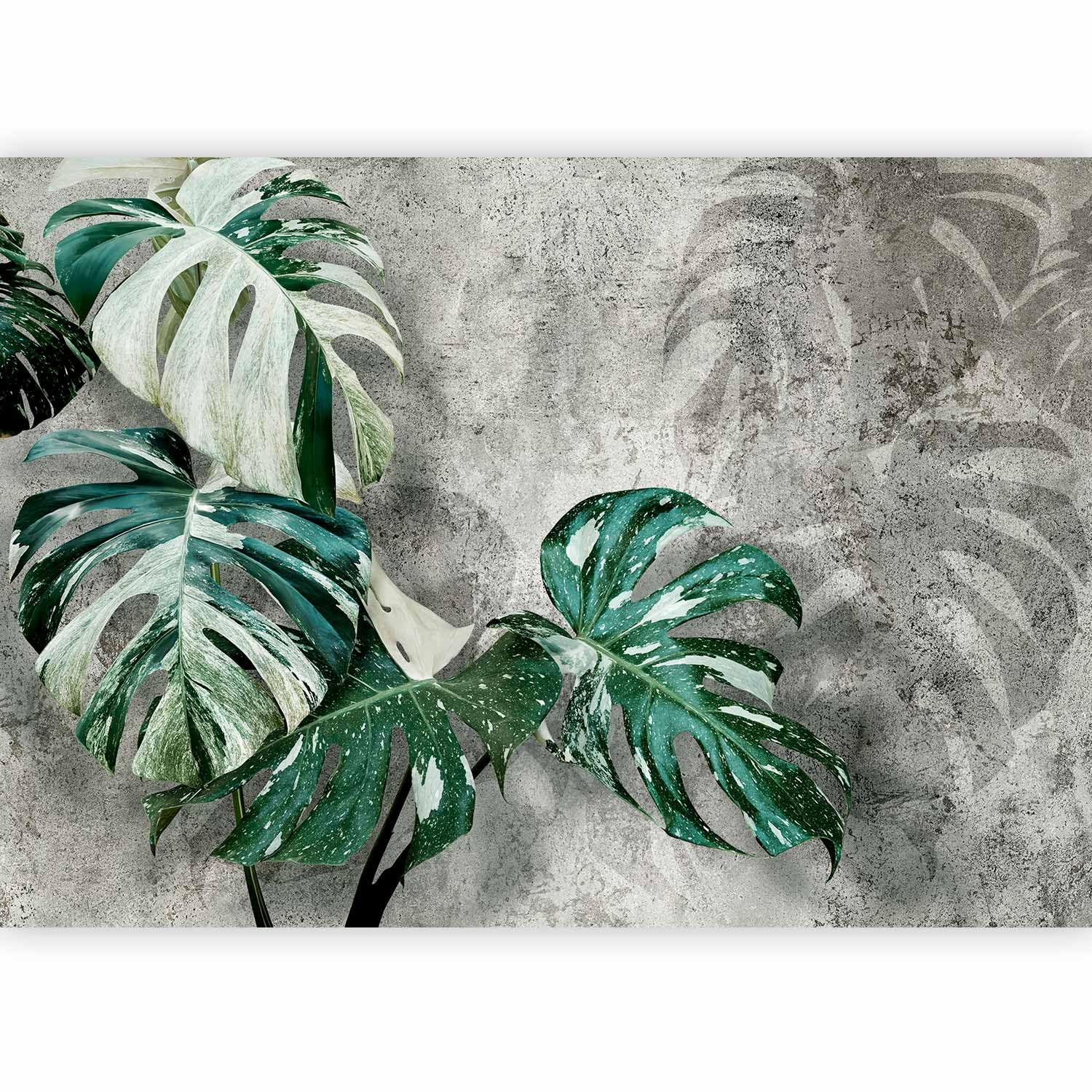 murando Photo Wallpaper Monstera Variegata 147 x 105 cm / 57.9" x 41.3" Peel and Stick Self-Adhesive Foil Print Wall Mural Botany Plants b-C-0893-a-a — image 1