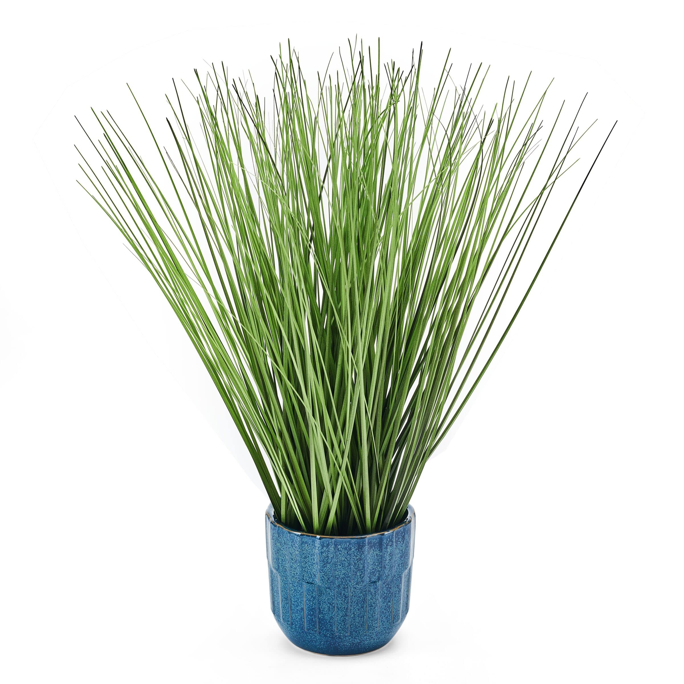 NAPA Home & Garden Boston Fern Drop-INS, Set of 3