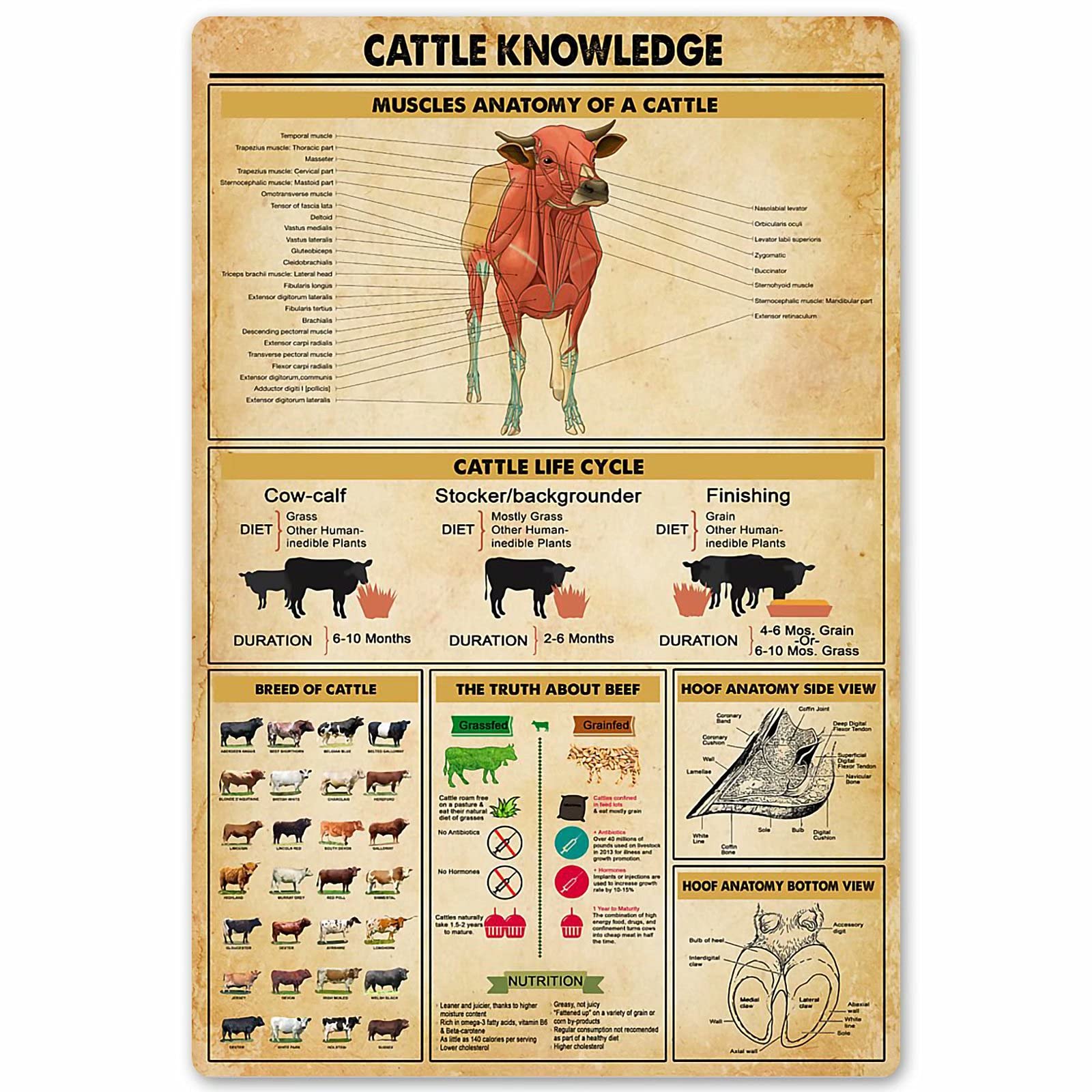 peiyeety Cattle Knowledge Metal Signs Muscles Anatomy Of A Cattle Posters Farm Wall Decor Home Decor Kitchen Decor Printing Plaque es 8"x12"