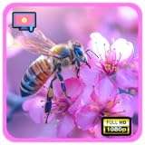 花の蜂の庭:圧力救助のための賑やかな花粉媒介者及び花の平和