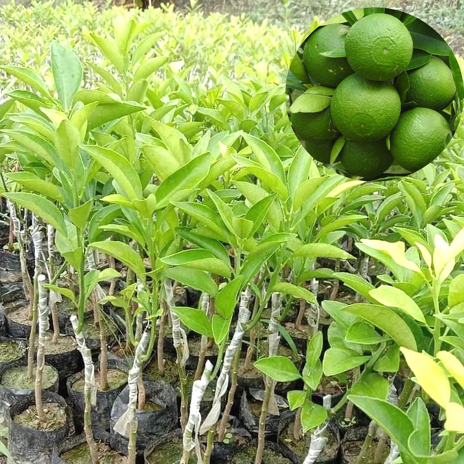See full amazon price history chart for AGRO ALIVE Bari Malta 1 grafted Plant , Sweet Malta Lemon or Also Known as Paisa Malta. AGRO ALIVE Bari Malta 1 grafted Plant , Sweet Malta Lemon or Also Known as Paisa Malta. (B096ZMPSN7) Amazon Price History, Amazon Price Tracker