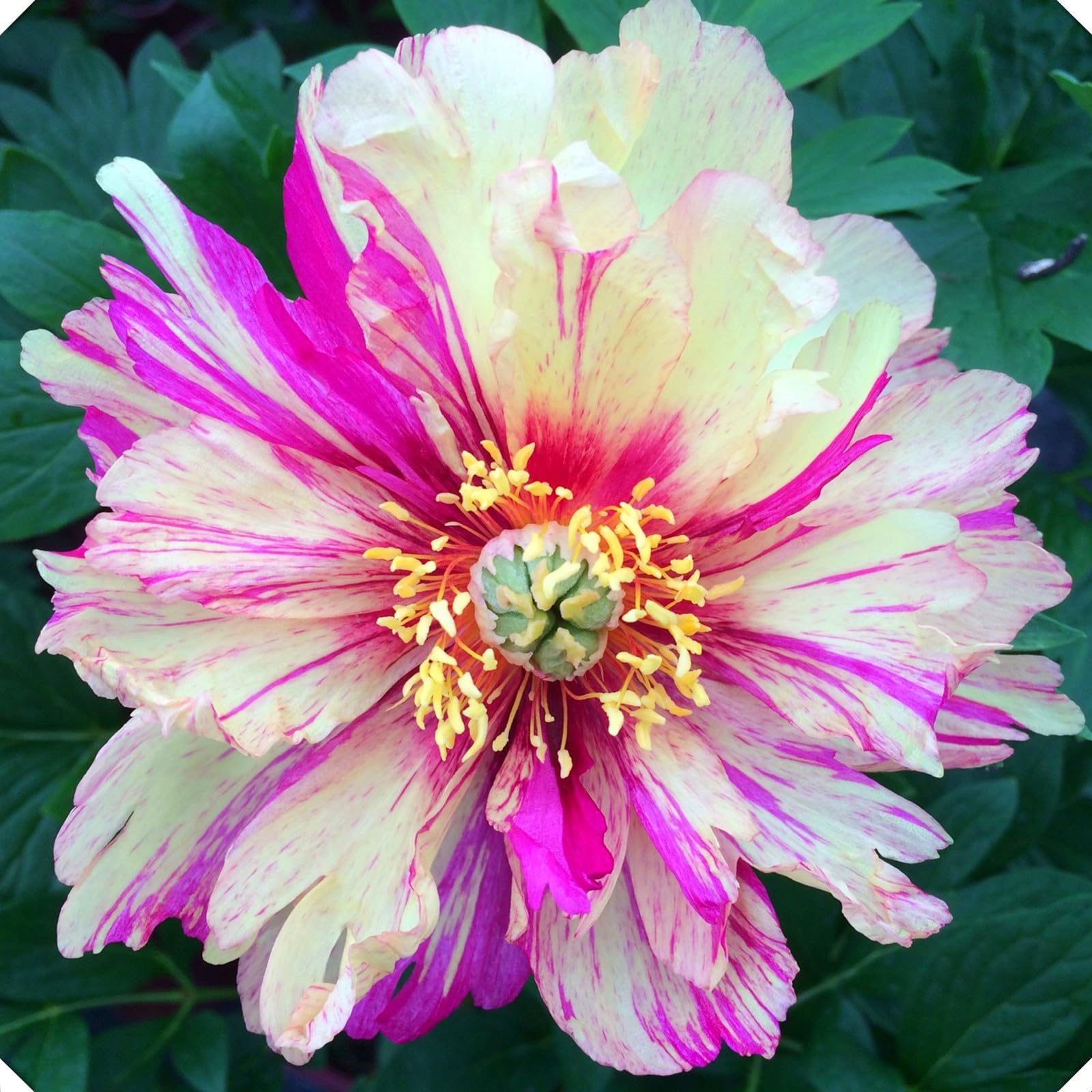 Peony Tubers for Planting,Peony Tubers UK,Excellent Display Indoor Perennial Balcony Garden Bulbs,Peony Tubers Mix,Flowering Rhizome-4bulbs-J