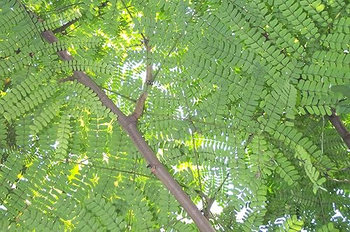 Madera | Hierba china Su Mu – Adecuado para vigorizar la sangre y eliminar el estancamiento – Hierba china 16 onzas |