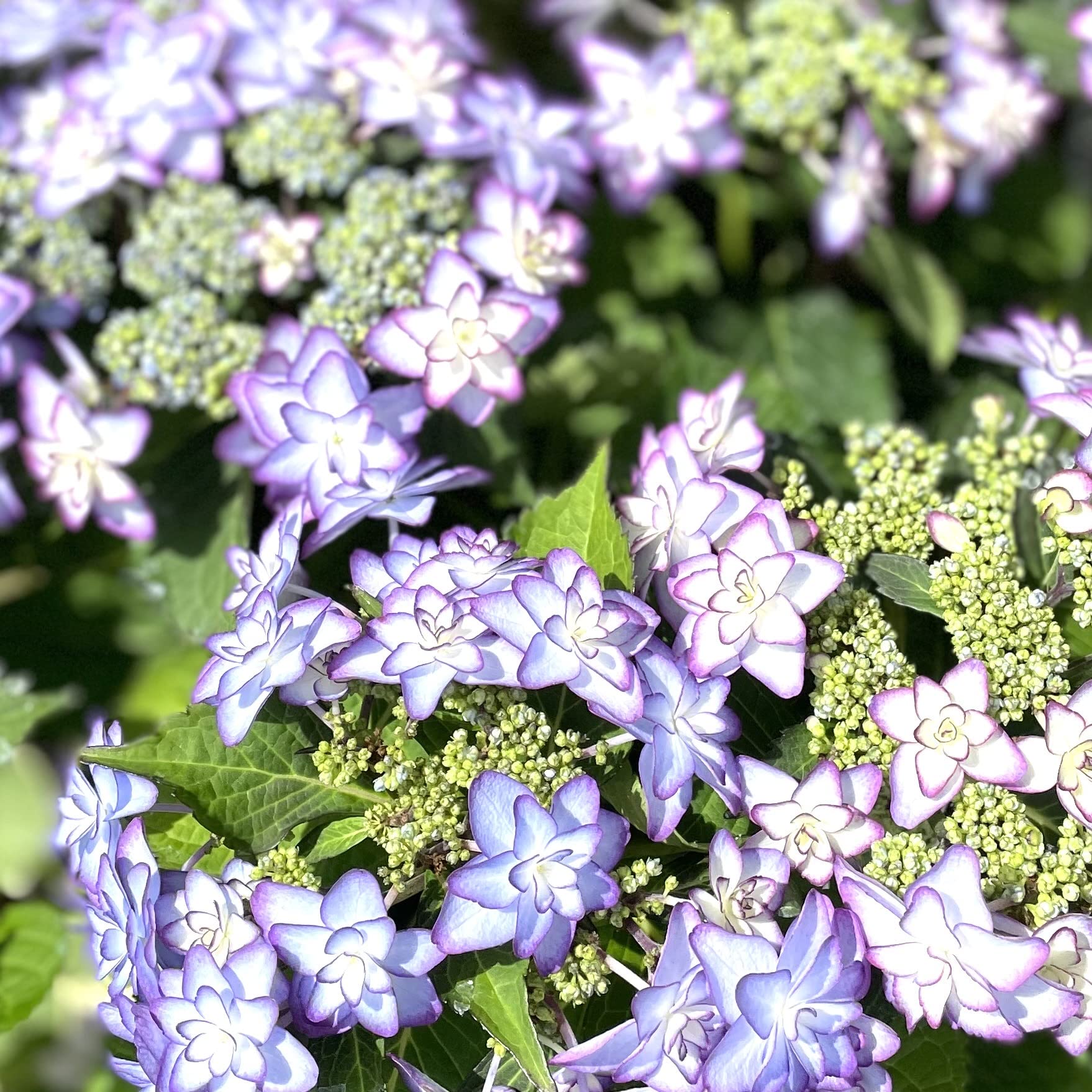 Amazon.co.jp: あじさい 紫陽花 フラワーギフト 母の日 鉢植え